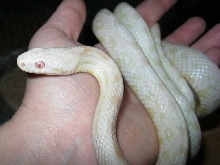 New male corn