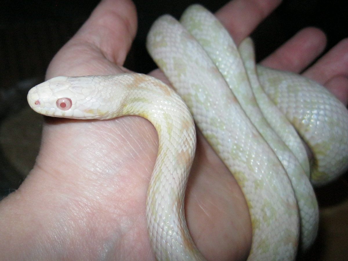 New male corn