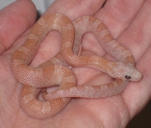 Hypo Plasma male
