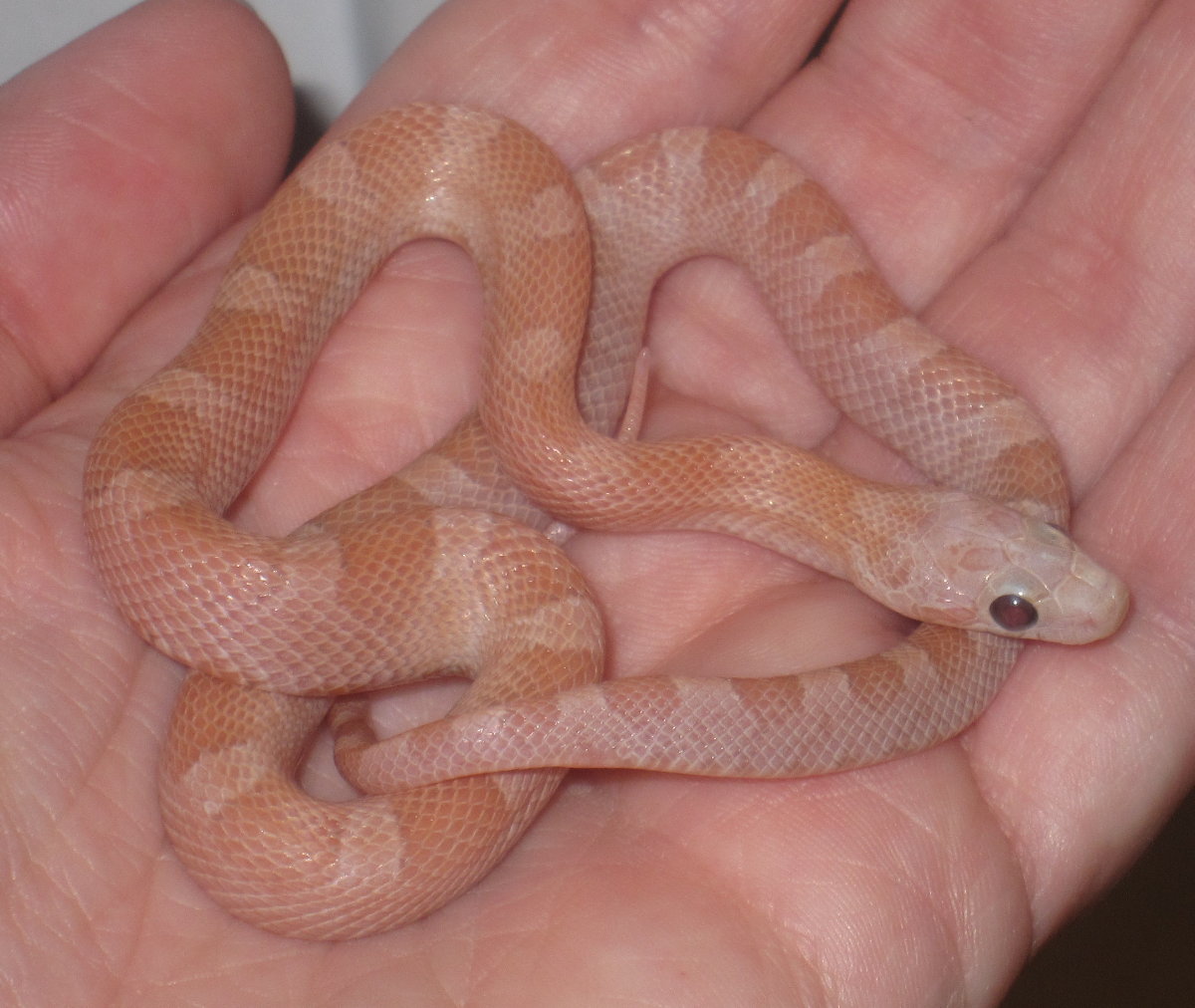 Hypo Plasma male