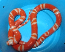 New Honduran