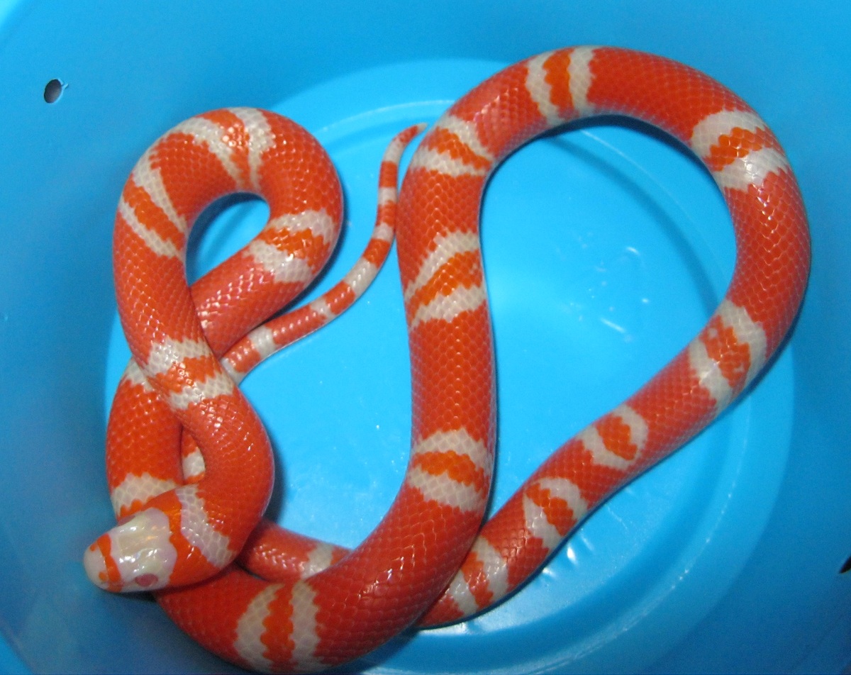 New Honduran