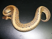 08 female pin