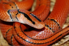 pulchra
