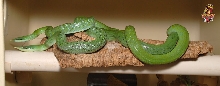 Rhino ratsnake copulation