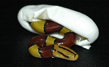 Latacinctus Hatching