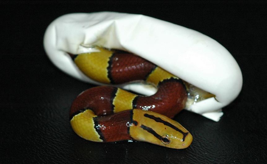 Latacinctus Hatching