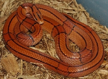 Orange vaillanti