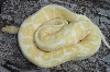 '08 male Albino