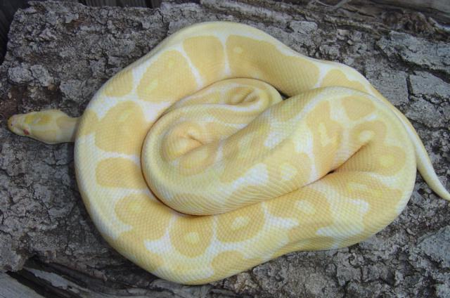 '08 male Albino
