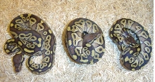 Mojave het Albino females