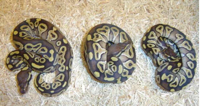 Mojave het Albino females