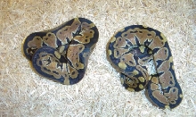 Het Albino females