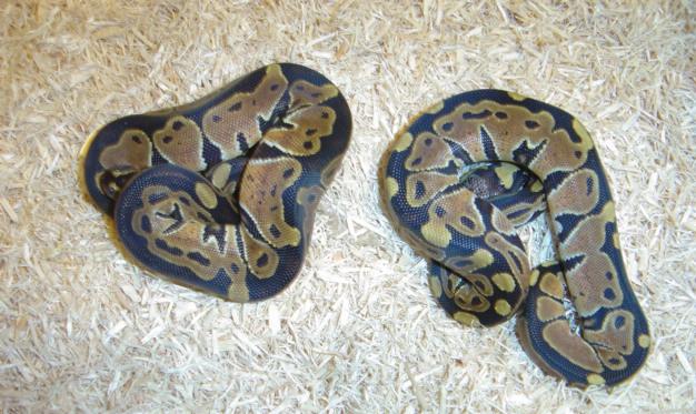 Het Albino females