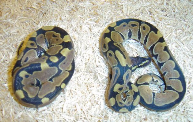 Het Albino males