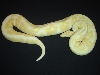 '08 Albino male