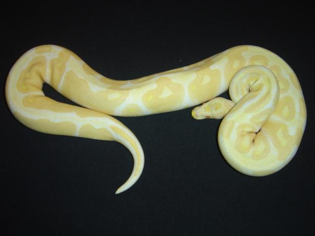 '08 Albino male