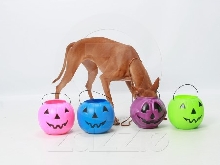Kebi Goes for Candy - Halloween