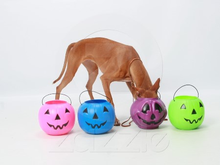 Kebi Goes for Candy - Halloween