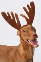 Kebi as a Reindeer - Christmas 2009