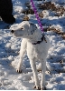 Pepper outside
