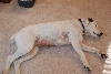 Doggie rug - Pepper