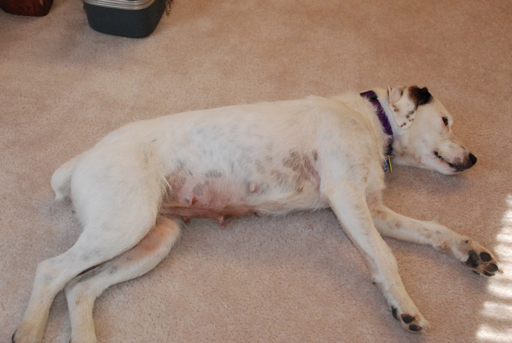 Doggie rug - Pepper