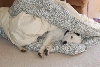 Pepper's Blanket Bliss