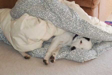 Pepper's Blanket Bliss