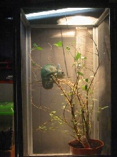 my new veiled