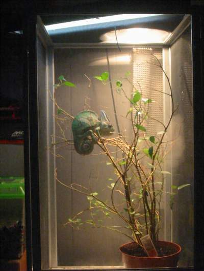 my new veiled