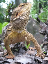 Tough Guy