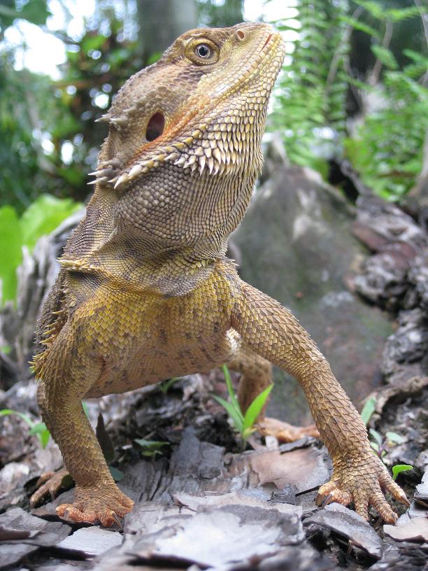Tough Guy