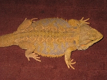 Pancake