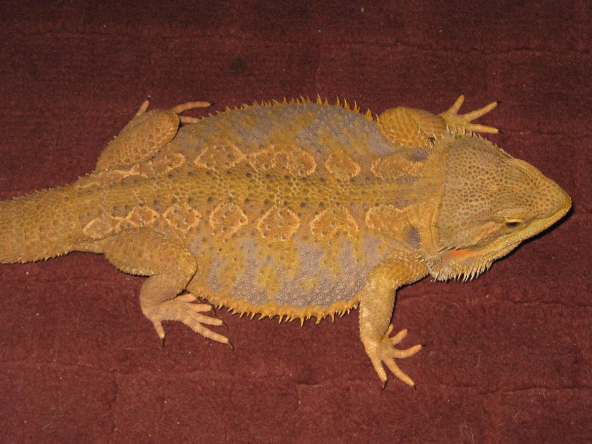 Pancake