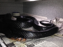 Mating Picture 1