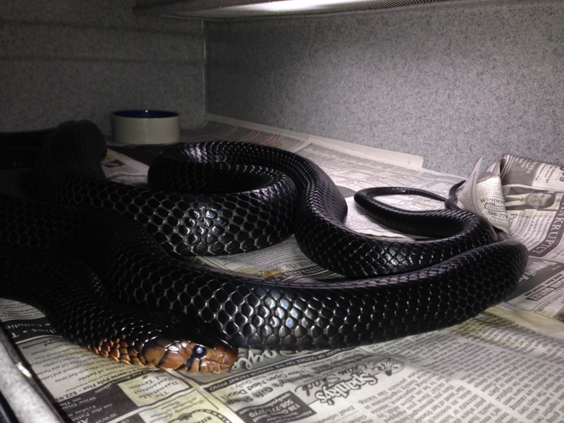 Mating Picture 1