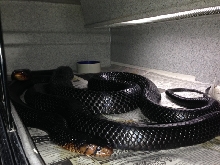 Mating Picture 3