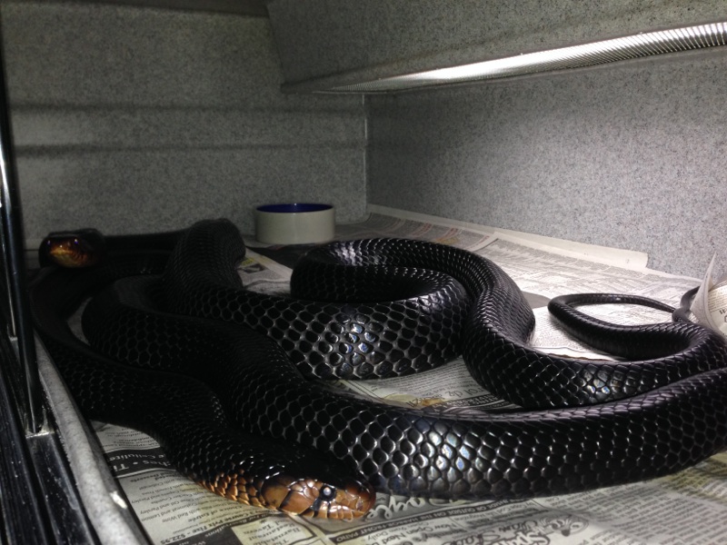 Mating Picture 3