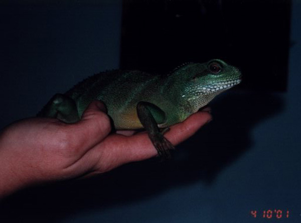 Chomper