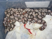 09 jungle boas
