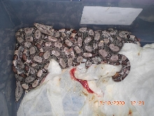 09 jungle boas het albino