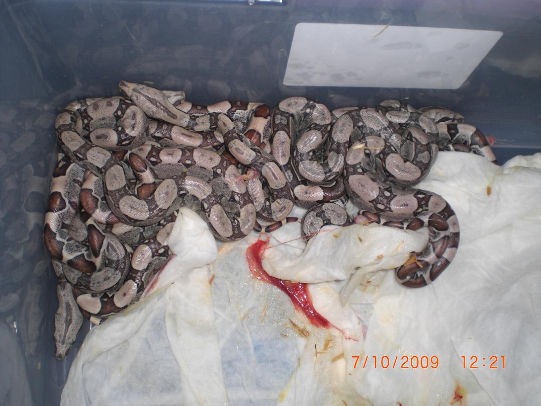 09 jungle boas het albino