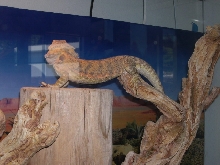 Another goofy dragon pose