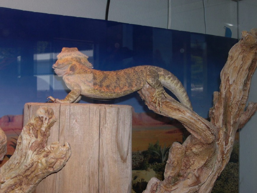 Another goofy dragon pose