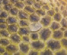 scale