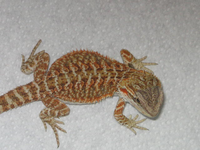 Sandfire Red/Blood/Cawley Red/CA Red