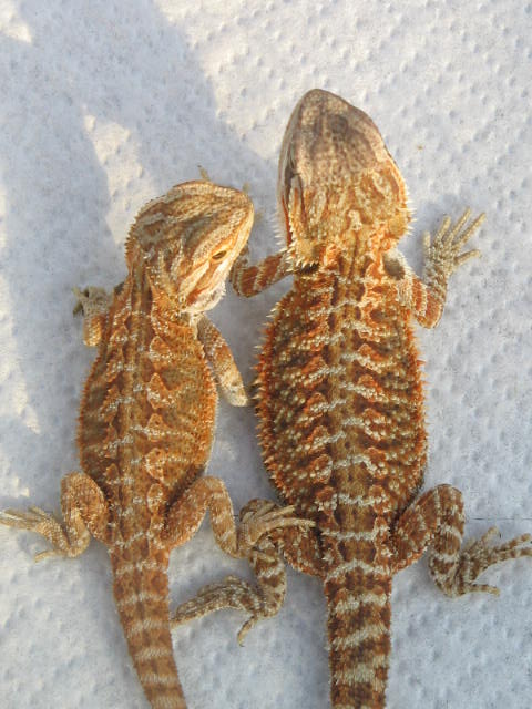 Red SF/Blood/Cawley Red/CA Red