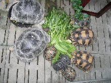 Family (Big size)