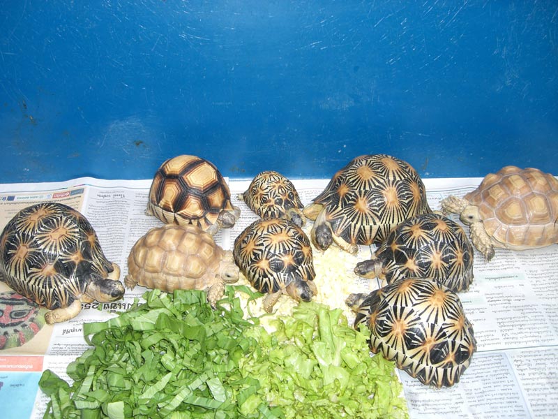 Family
